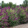 Buddleja davidii RoyalRazz Butterfly Bush