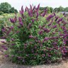 Buddleja davidii RoyalRazz Butterfly Bush