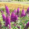 Buddleja davidii RoyalRazz Butterfly Bush