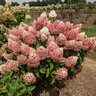 Hydrangea paniculata Sweet Starlight Bloomables Panicle Hydrangea True 3 gal. (11.36 L) Container