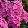 Phlox Paniculata Super Ka-Pow Pink Tall Phlox