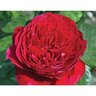 Rosa x Romantica Rouge Royale Hybrid Tea Rose