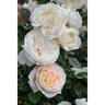 Rosa x Top Cream Hybrid Tea Rose
