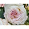 Rosa x Top Cream Hybrid Tea Rose