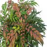 Mahonia hybrid Groovy Glow Oregon Grape