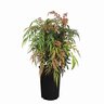 Mahonia hybrid Groovy Glow Oregon Grape