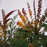 Mahonia hybrid Groovy Glow Oregon Grape
