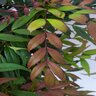 Mahonia hybrid Groovy Glow Oregon Grape