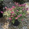 Buddleja davidii Dapper Pink Butterfly Bush