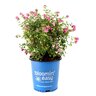 Symphoricarpus doorenbosii Pinky Promise Snowberry