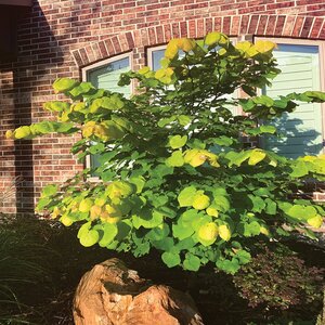 Cercis canadensis var. texenis Gilded Hearts Bloomables Texas Redbud 10 gal. Container