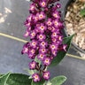 Buddleia X Blueberry Pie Butterfly Bush