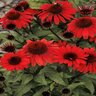 Echinacea X Panama Red Coneflower