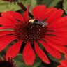 Echinacea X Panama Red Coneflower