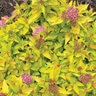 Spiraea japonica Pineapple Poprocks Japanese Spirea