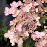 Hydrangea paniculata Torch Bloomin' Easy Panicle Hydrangea True 2 gal. (7.57 L) Container