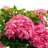 Hydrangea macrophylla Starfield Bloomin' Easy Big Leaf Hydrangea True 3 gal. (11.36 L) Container