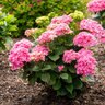 Hydrangea macrophylla Starfield Bloomin' Easy Big Leaf Hydrangea True 3 gal. (11.36 L) Container