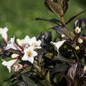 Weigela x Date Night Velda Tuxedo Bloomin Easy Weigela 5 gal. (14.88 L) Container