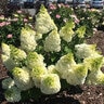 Hydrangea paniculata Lava Lamp Moonrock Bloomin Easy Panicle Hydrangea True 3 gal. (11.36 L) Container
