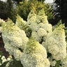 Hydrangea paniculata Lava Lamp Moonrock Bloomin Easy Panicle Hydrangea True 3 gal. (11.36 L) Container