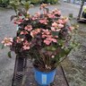 Hydrangea Serrata Pink Dynamo Lacecap Hydrangea