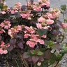 Hydrangea Serrata Pink Dynamo Lacecap Hydrangea