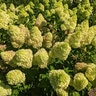 Hydrangea paniculata Dragon Baby Bloomin' Easy Panicle Hydrangea True 3 gal. (11.36 L) Container