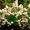 Hydrangea paniculata Dragon Baby Bloomin' Easy Panicle Hydrangea True 3 gal. (11.36 L) Container