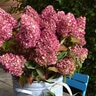 Hydrangea paniculata Dragon Baby Bloomin' Easy Panicle Hydrangea True 3 gal. (11.36 L) Container