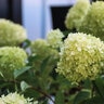 Hydrangea paniculata Dragon Baby Bloomin' Easy Panicle Hydrangea True 3 gal. (11.36 L) Container