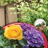 Bonide Systemic Rose & Flower Care 8-12-4 5 lb.