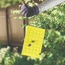 Bonide Bug Beater Stink Bug Trap 