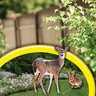Bonide Go Away! Deer & Rabbit Animal Repellent 3 lb. Container