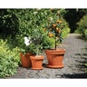 Pot German Azalea Terracotta 10-1/4 in. x 7-1/2 in.