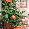 German Standard Pot Terracotta  5 in. x 4-1/2 in.