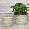 Cleome Artisan Pot Cloudburst 5 in. x 4 in.