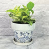 Pot Standard Blue & White 7-1/2 in. x 7 in.