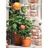 Border Concepts Pot German Tall Standard Terracotta 8-1/4 in. x 9-3/4 in.