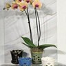 Orchid Pot w/ Attached Saucer Butterfly Assorted Colors 5 in. x 5 in.