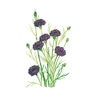 Bachelor Button Wildflower Seed Black Magic 1 gm