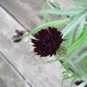 Bachelor Button Wildflower Seed Black Magic 1 gm