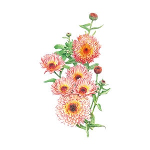 Calendula Wildflower  Seed Zeolights Organic 400 mg