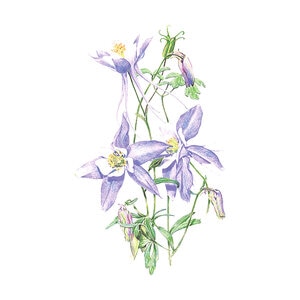 Columbine Rocky Mountain Blue Flower Seed 150 mg