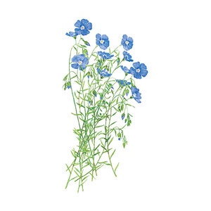 Flax Wildflower Seed Blue and Breezy 750 mg