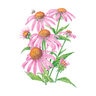 Echinacea Wildflower Seed Purple Coneflower Org 400 mg
