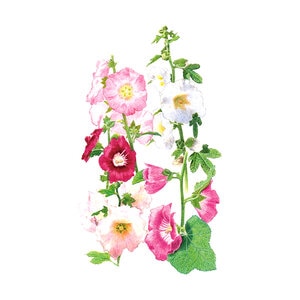 Hollyhock Wildflower Seed Outhouse Organic 300 mg