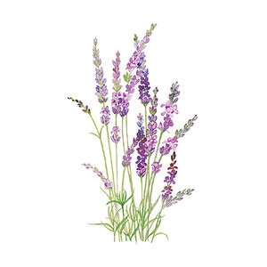 Lavender Wildflower Seed Tall English Vera 250 mg