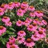 Echinacea Wildflower Seed Purple Coneflower Org 400 mg