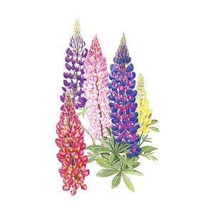Lupine Wildflower Seed Russell Blend 1.5 gm